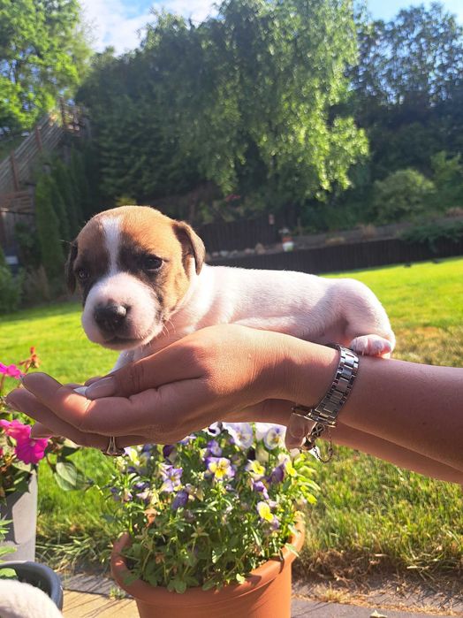 Jack Russell Terrier Gucio