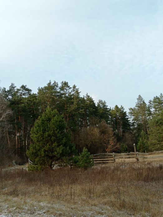 Будинок під лісом біля р Десна. Село Оболоння Н-Сівер р-н (Коропський)