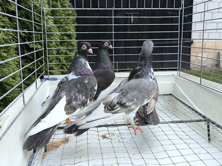 Gołębie zamojskie bure, kawowe, buro krase