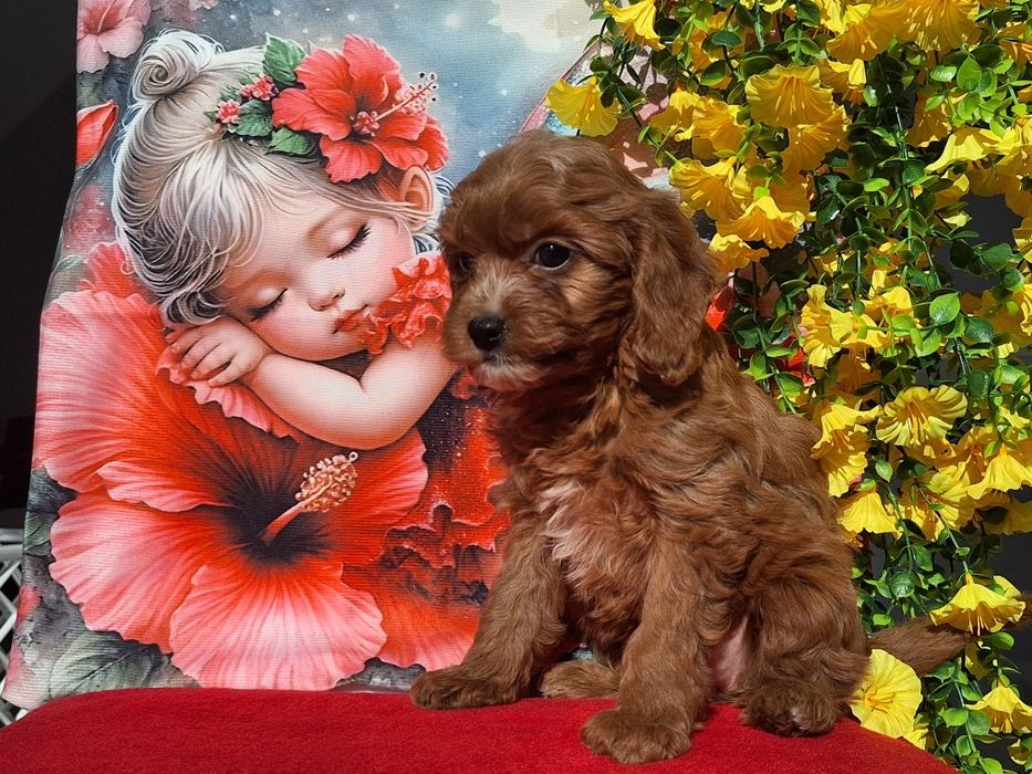 Cavapoo Red  z certyfika i paszportem