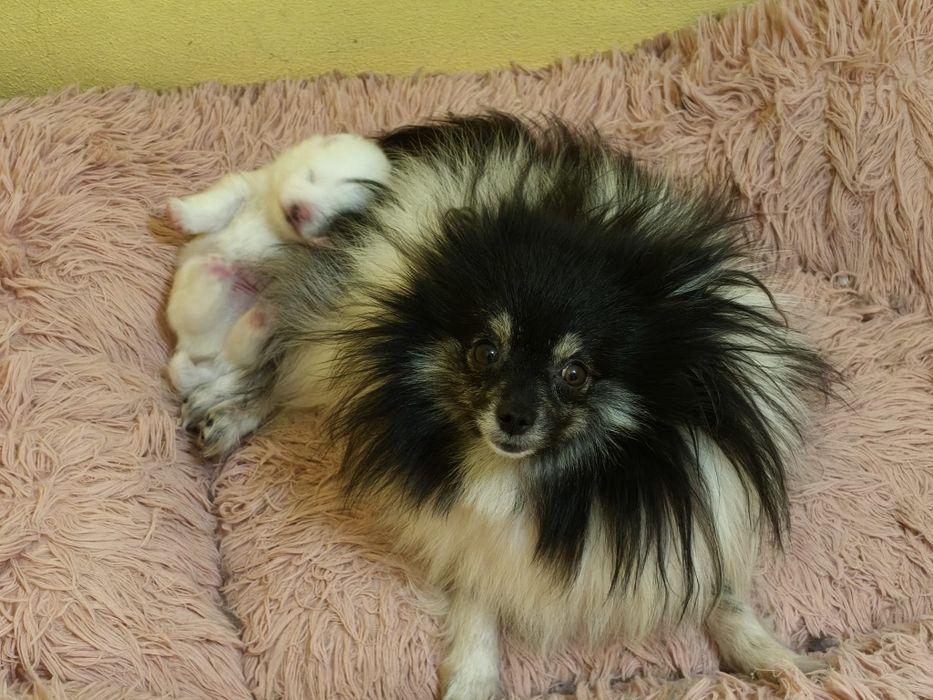 Lulu da Pomerânia menino mini