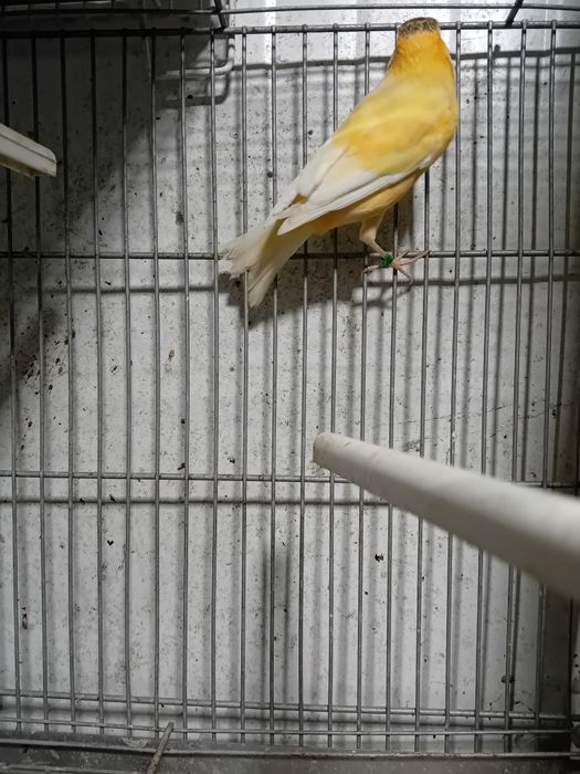 Tenho  canario macho 2025