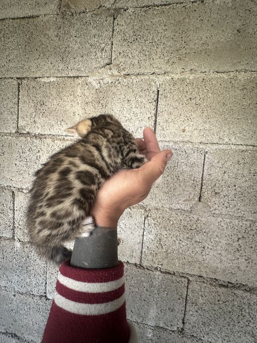 Gatinho Bengal  menino/menina