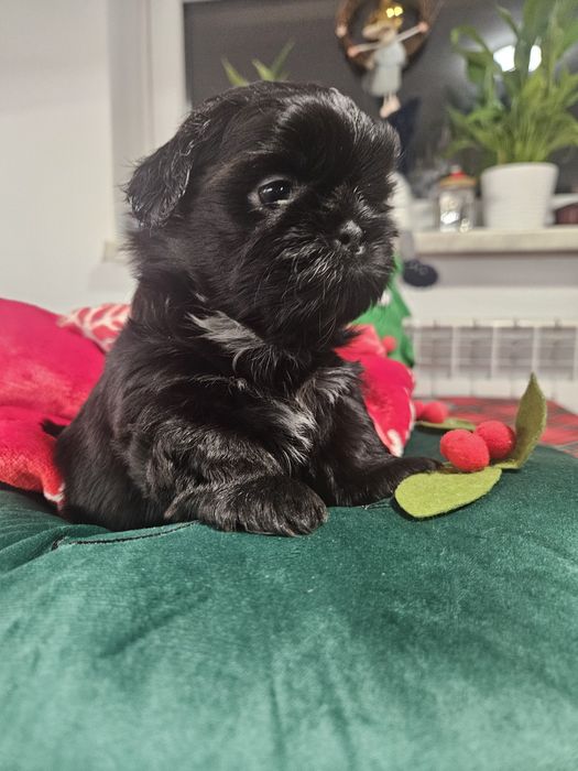 Sunia Shih-tzu FCI : Urocza czarna sunia FCI