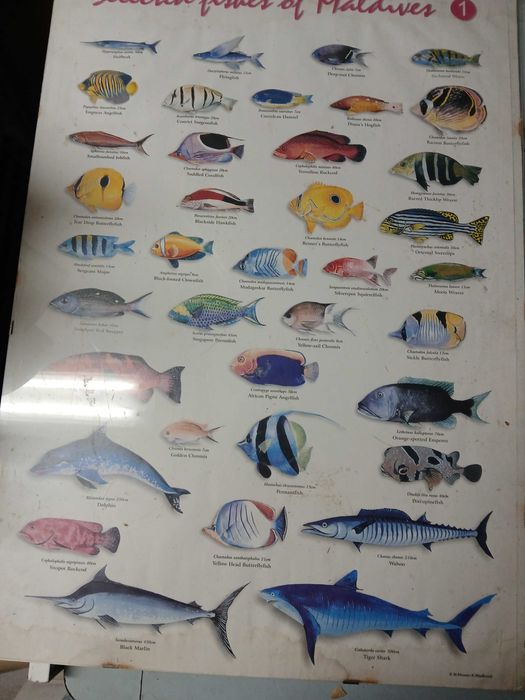 cartazes/posters animais e plantas