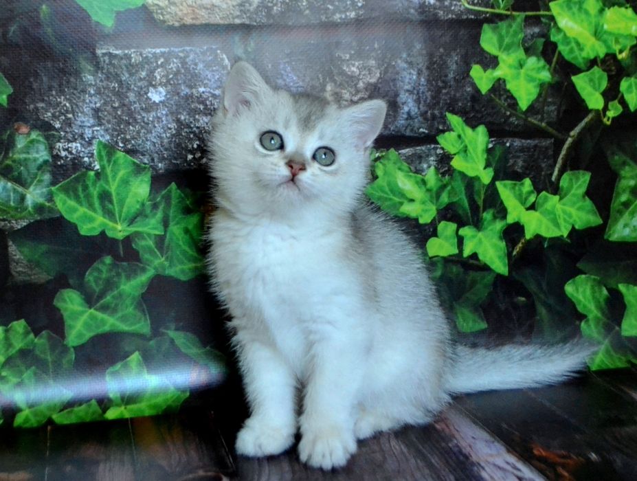 Милашные серебристые шиншиллы