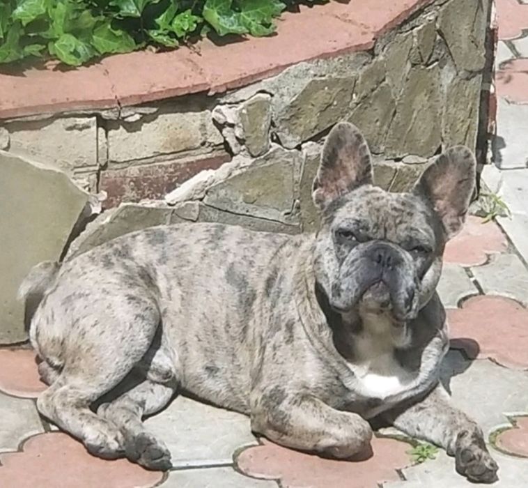 Продажа,Вязка французский бульдог мэрле