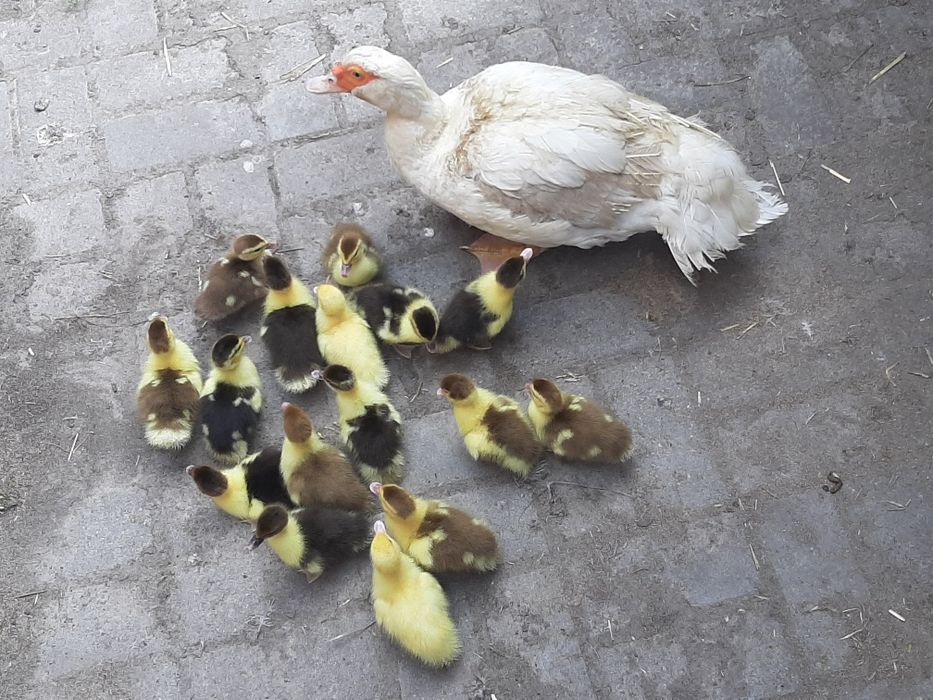 Інкубаційне яйце мускусних качок (індо качок)