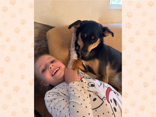 Cudowna, kochana suczka do adopcji, 2 lata,