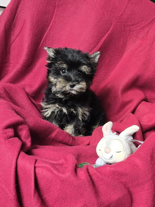 Piesek Yorkshire terrier