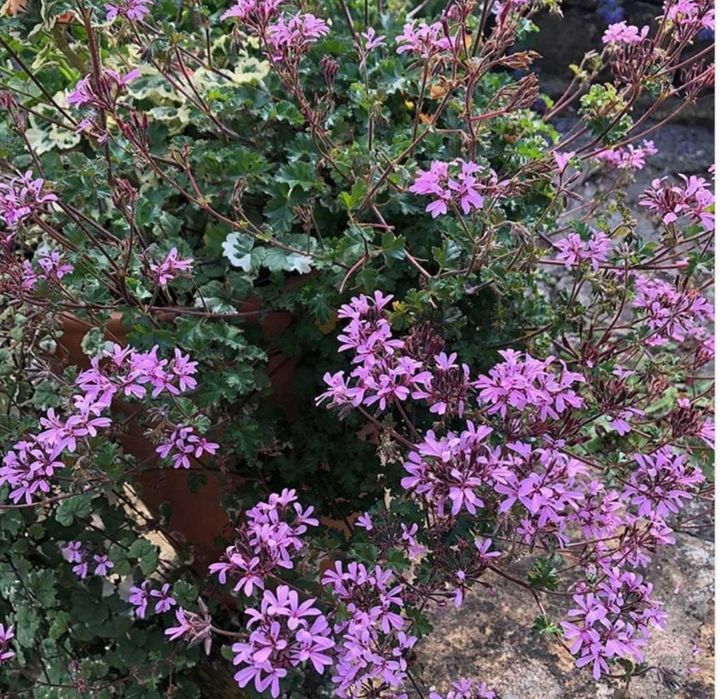 Кімнатна рослина.Пеларгонія духмяна Pelargonium deerwood lavender lass