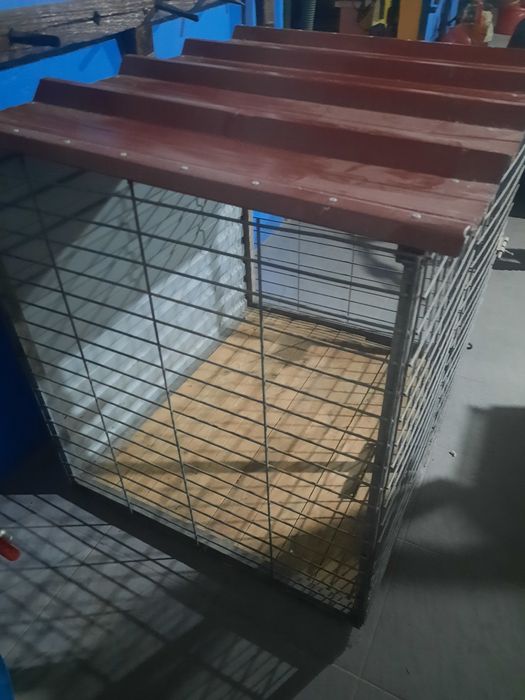 Transportadora animais.