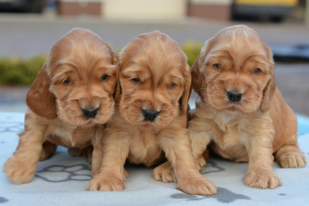 Cocker Spaniel Angielski ZKwP/FCI