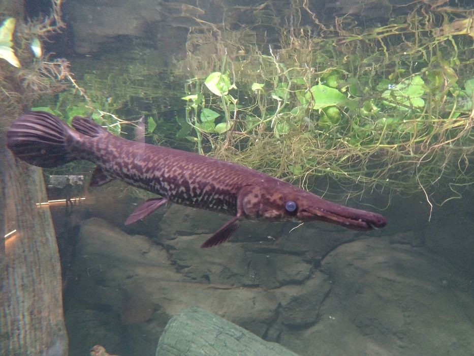 Pomoc w założeniu pierwszego terrarium i akwarium