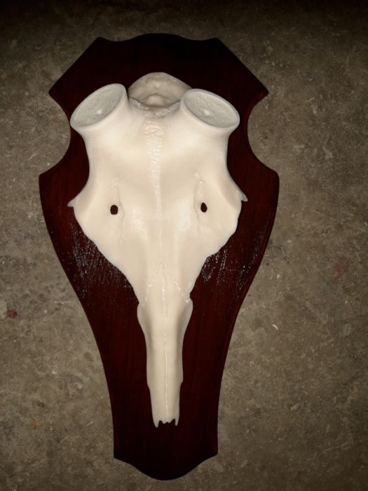 Czaszka jelenia pod zrzuty, poroże