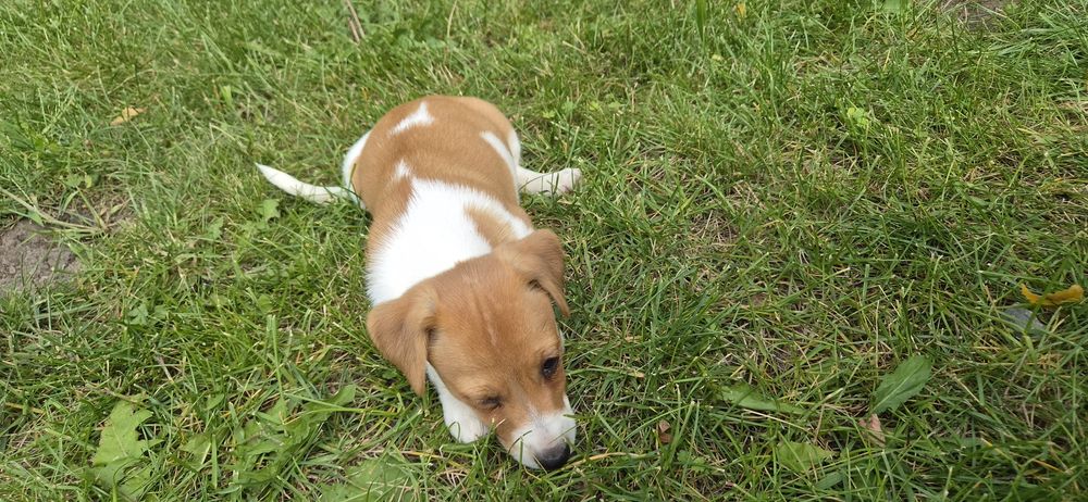 Jack russel terrier chłopiec
