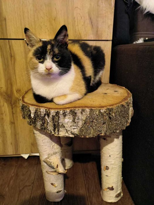 Oddam za darmo nierasowego dorosłego kota