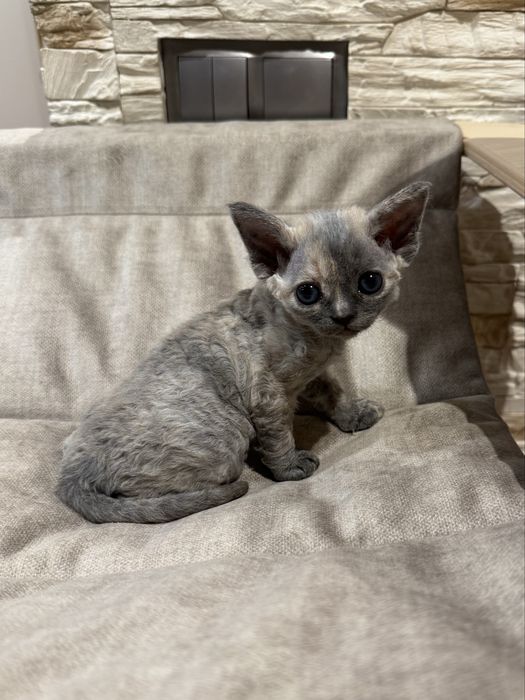 Cyntiah   - prawdziwa księżniczka Devon Rex