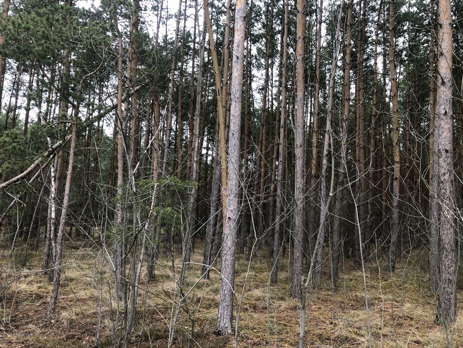 Sprzedam las 1,85 ha - Tarnów, gm Wilga - OKAZJA