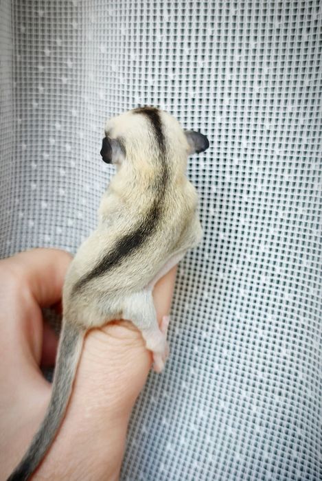 Lotopakanka, lotopałanki, sugar glider. Samiczka