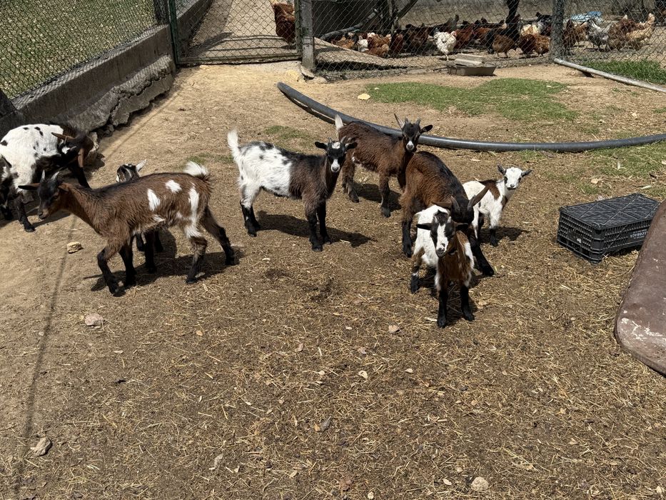 Cabras anas( femeas e machos)