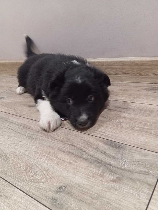 Border Collie z rodowodem