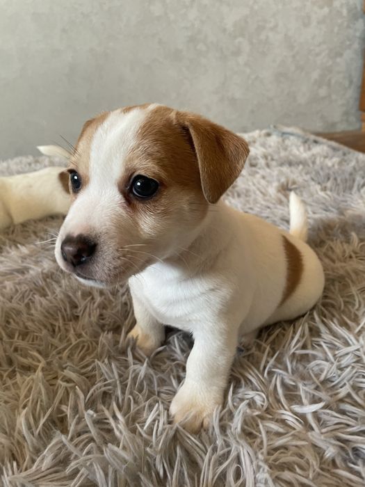 Цеценята Джек-рассел терʼєр