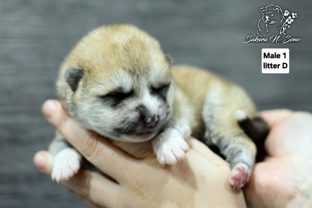 Akita Japońska szczenięta