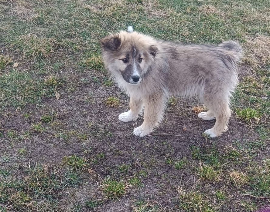 Oddam za darmo szczeniaki