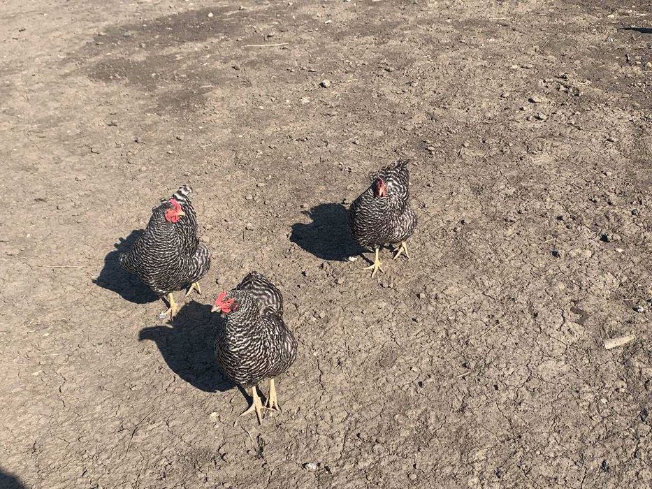 Кури. Яйця курей. Амрокс і Лівенська ситцева.