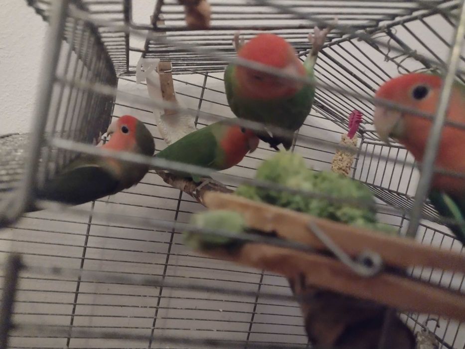 Nierozłączki czerwonoczelne