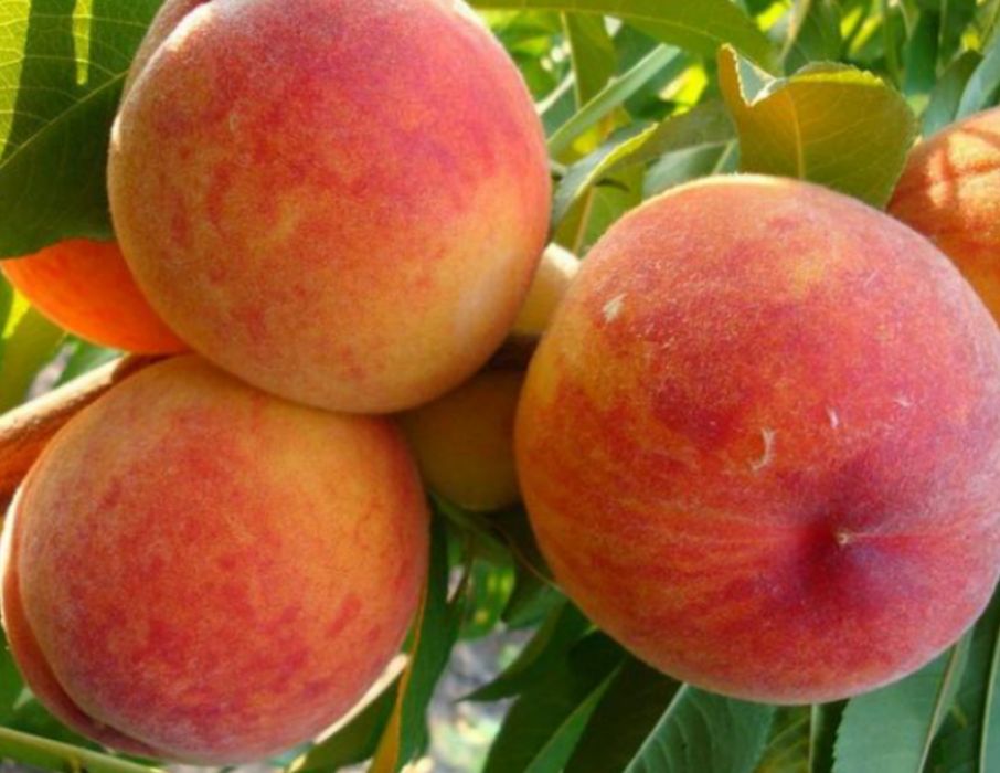 Горобина Персик Черешня Абрикоса Нектарин Магнолія Сакура Рододендрон