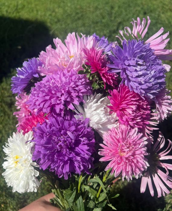 Насіння айстр  пропоную