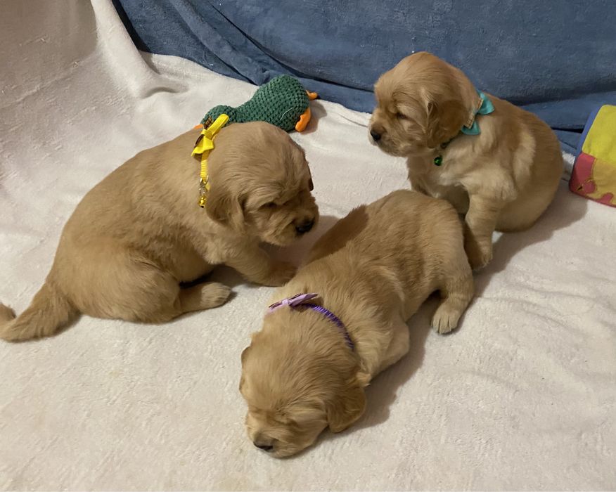 Złoty szczeniak Golden Retriever