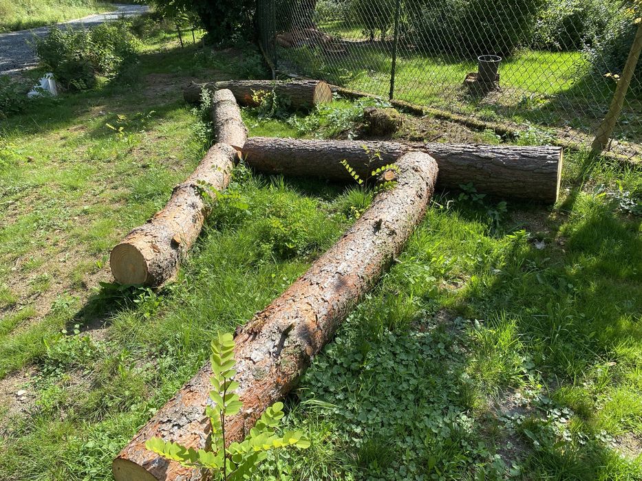 Sprzedam drzewo sosna