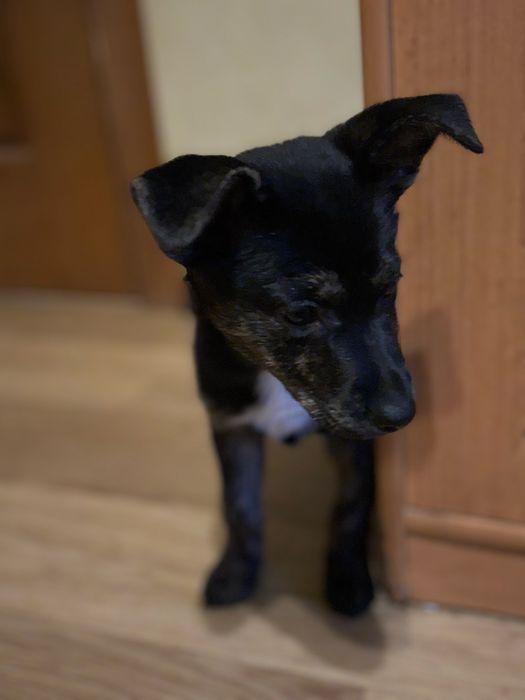 Цуценя (щенки) шукає  собі госодаря