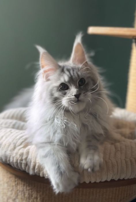 Кошеня мейн кун дівчинка