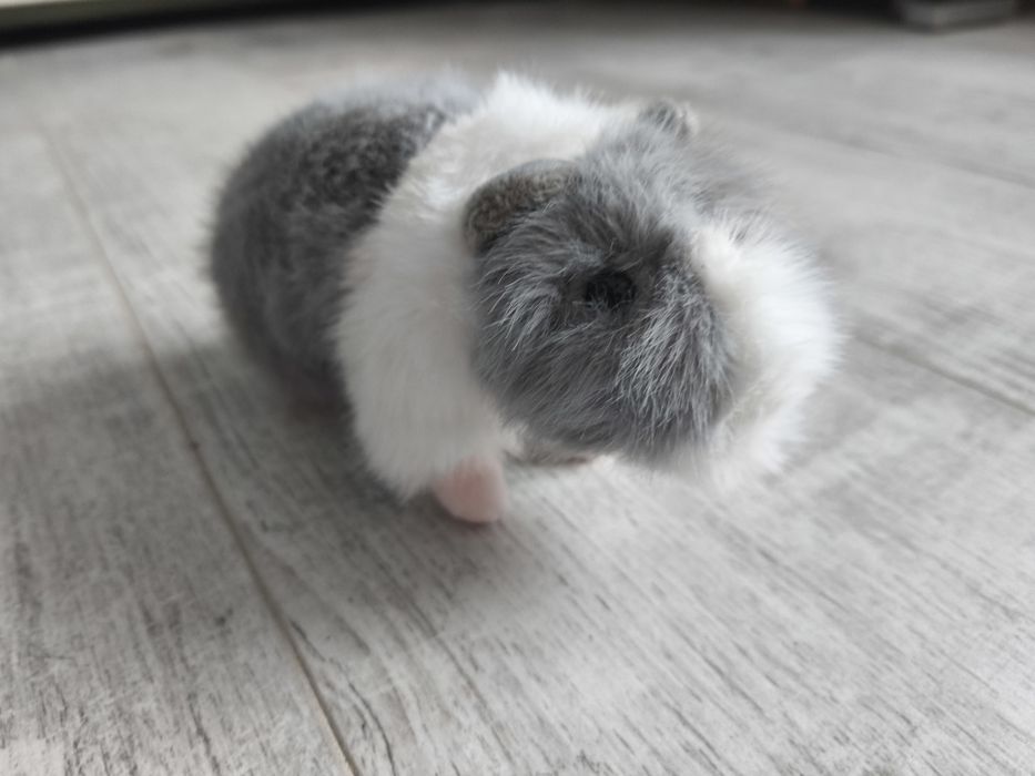 Świnka morska zabawka, pluszak, maskotka ,nowa, pluszowa US Teddy