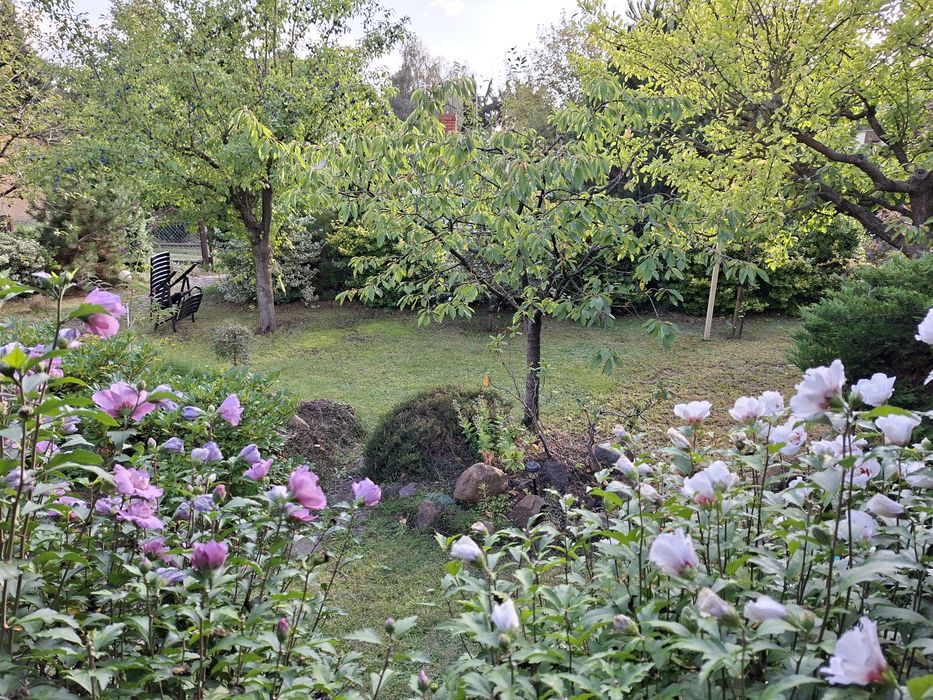 Działka ROD Koninko 400 m² - Więcej