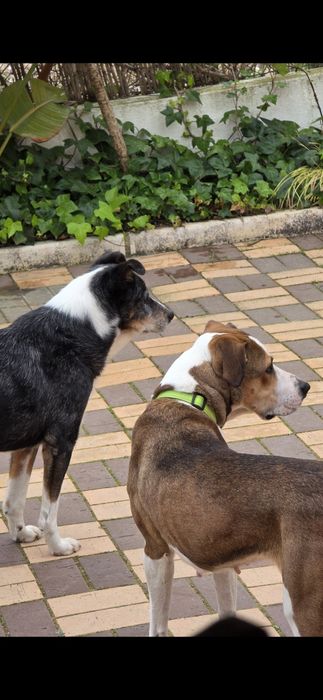 Duas Cadelas esterilizadas com quase 2e 3 anos dá-se