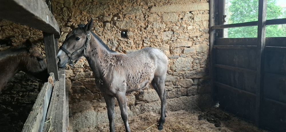 Poldra PSL com 9meses