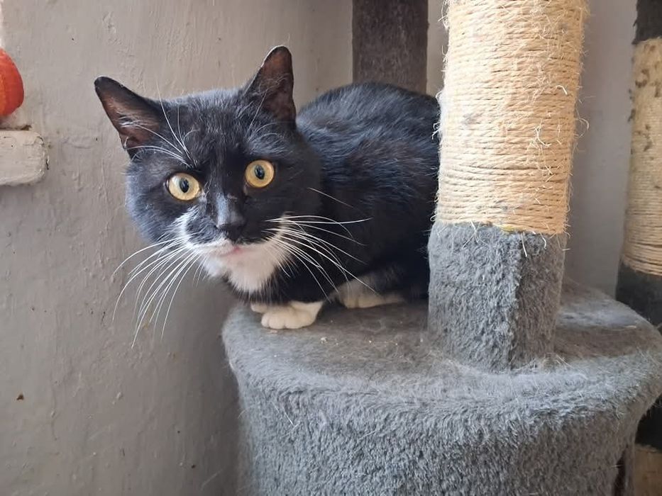 Kevin do adopcji. Ostoja Mruczków