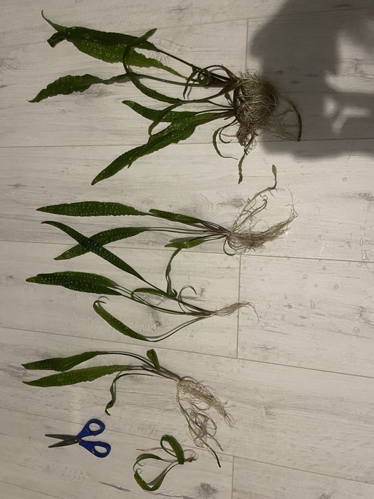 Kryptokoryna zielona