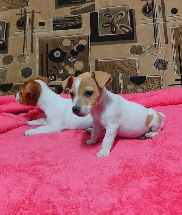 Джек Расел тер'єр, коротколапі,  міні. З документами буде дорожче