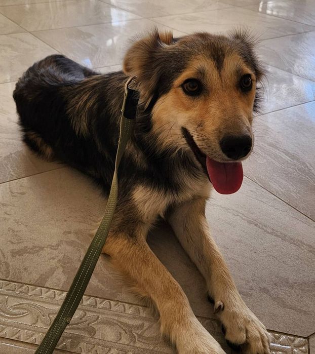 Отдам даром в добрые руки собаку метис овчарки