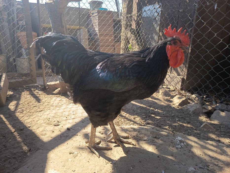 Vendo Galos de raça Jersey Gigante Negro