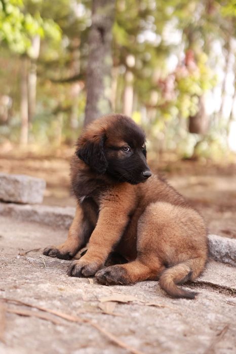 Cachorro (a) Serra da Estrela