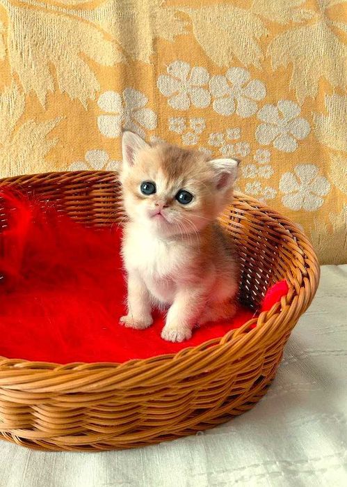 Шотландские котята (ЗОЛОТАЯ ШИНШИЛЛА)