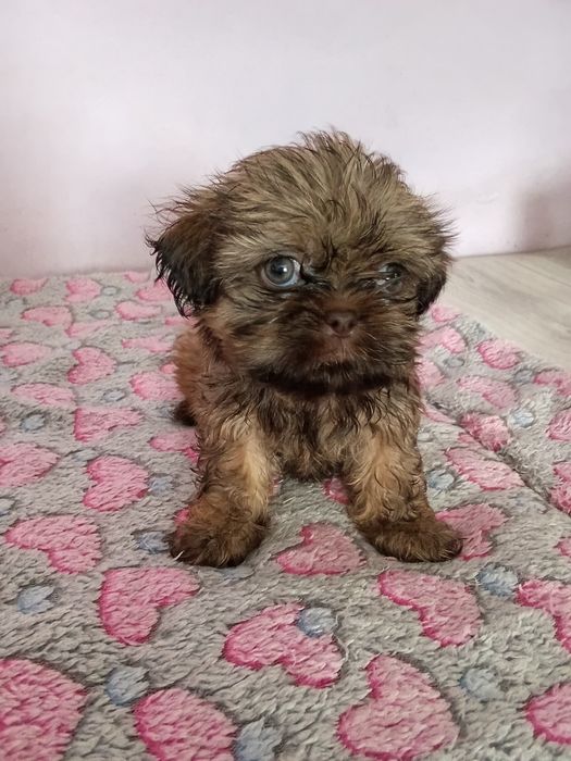 Malutka Shih tzu Gaga/domowa hodowla