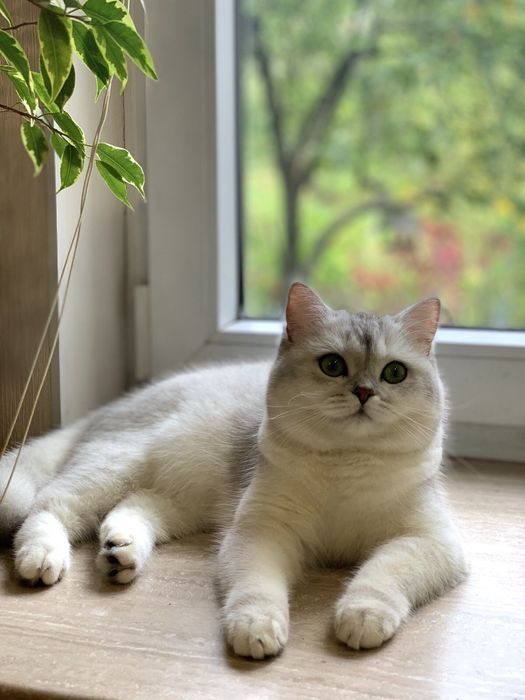 Кошенята шиншили
